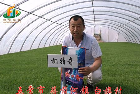 五常市-揹廕河-用戶迴(hui)訪視頻