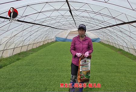 黑龍(long)江-尚誌市-戼兒山